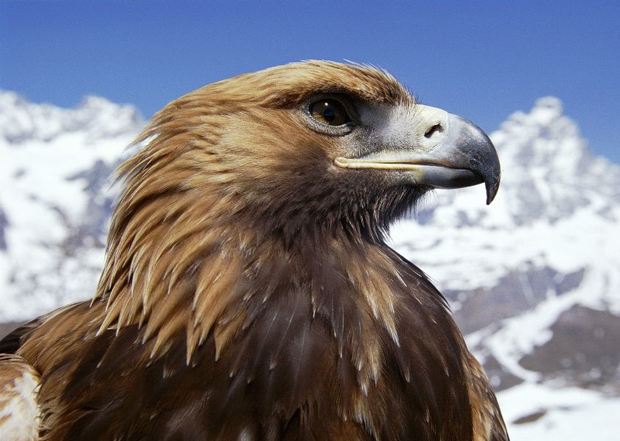 بازگشت شکارچی به آسمان همدان