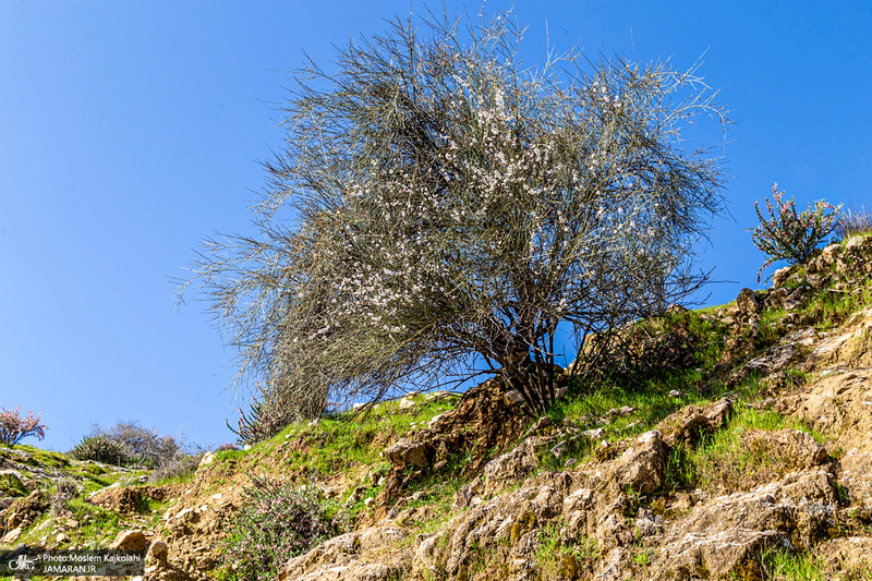 طبیعت بکر و زیبای«کفشکنان»