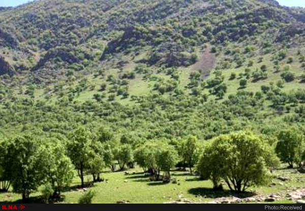 ایجاد بزرگترین پارک جنگلی غرب کشور در خرم آباد