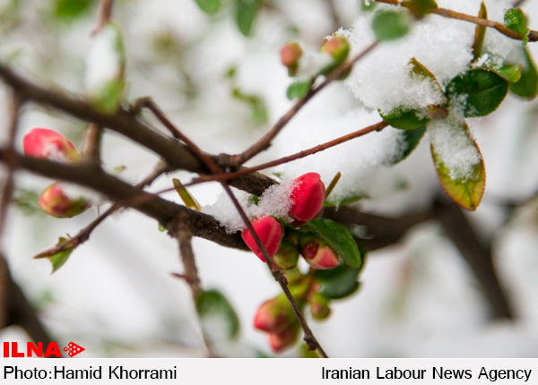 بارش برف و باران پاییزی در استان البرز
