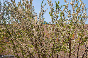 حال و هوای بهاری در حرم مطهر امام خمینی (س)