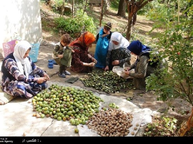 بیش از 800 تن گردو در پاوه برداشت می شود