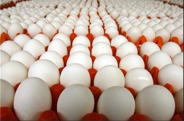 سالانه 70 هزار تن تخم مرغ در قم تولید می شود