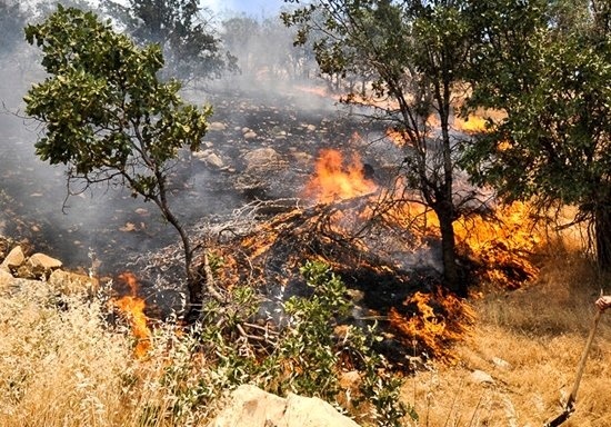 آتش‌سوزی گسترده در منطقه جنگلی بان‌خشک ایلام  استفاده از بالگرد برای مهار آتش