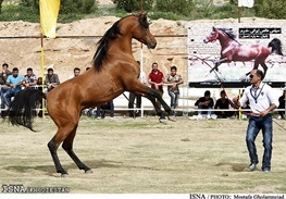شوش میزبان بزرگترین رویداد اسب اصیل عرب کشور