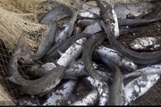 27 هزار و 160 قطعه ماهی مولد در کیاشهر صید شد