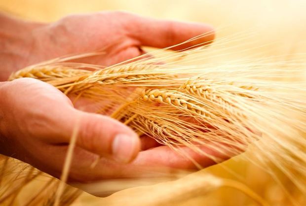 خرید 6 هزار تن بذر گندم در آذربایجان غربی