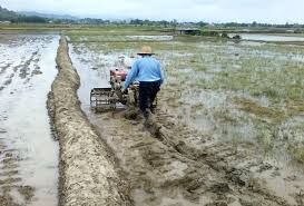 فرماندار تالش: ۶۰ درصد اراضی کشاورزی شخم شد