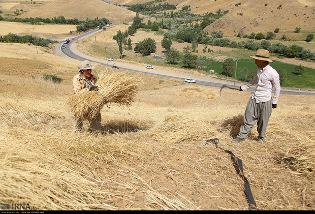 مطالبات گندمکاران چهارمحال و بختیاری بزودی پرداخت می شود