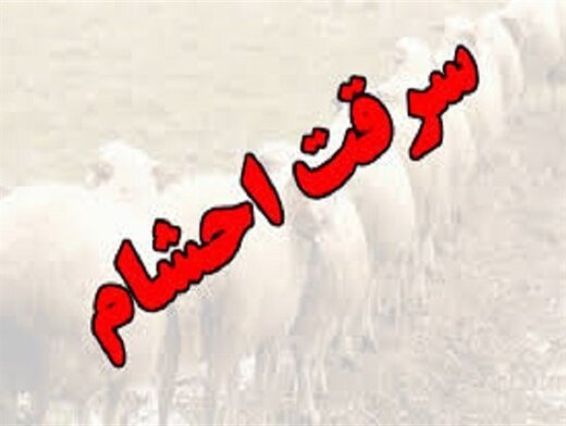 سارق احشام در دورود دستگیر شد  کشف ۶۳ راس گوسفند