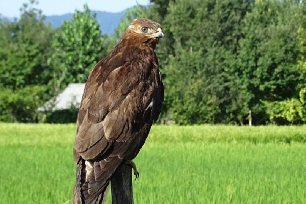 تحویل عقاب طلایی مصدوم به محیط زیست گرگان