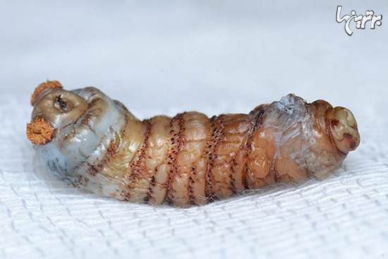 خطرناکترین حشرات دنیا که سلامتی شما را تهدید می کنند!+ تصاویر
