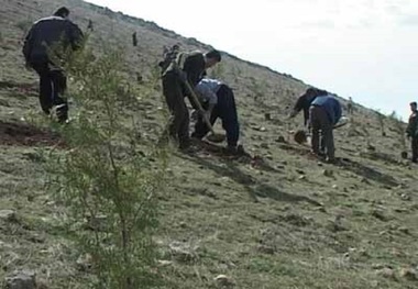 6 هزار اصله نهال طی هفته منابع طبیعی در بوکان کاشته می شود