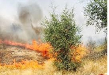 5 هکتار از باغات مثمر و مزارع اردل در آتش سوخت
