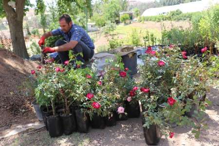 آغاز فروش گل های زینتی و آموزش گلکاری به شهروندان سنندجی