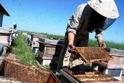 زنبورستان های مهاجر وارد رودان شدند