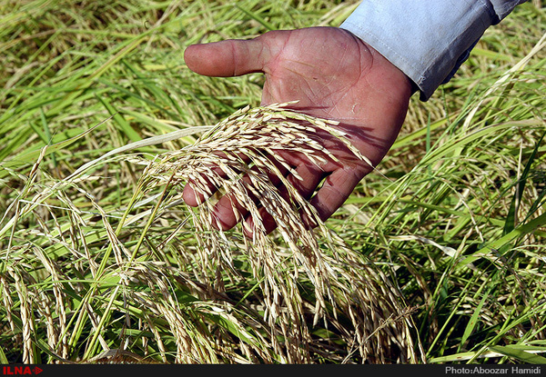 موفقیت کشت برنج به روش خشکه‌کاری در آزادشهر