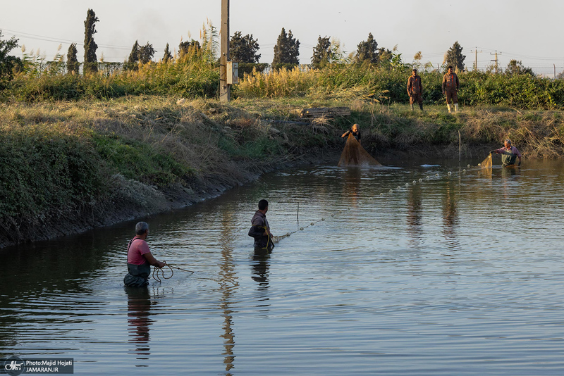 پرورش ماهی در آزادشهر استان گلستان