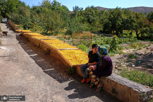 منتخب تصاویر امروز جهان - 17 آبان 1401