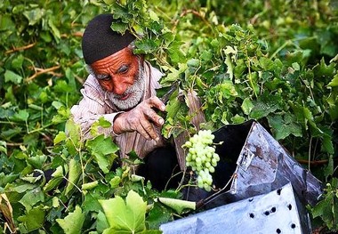 برداشت انگور در کردستان با پیش بینی تولید 100 هزار تُنی این محصول آغاز شد