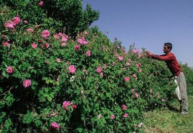 جشنواره فرهنگی گل محمدی استان یزد در مهریز برگزار می شود