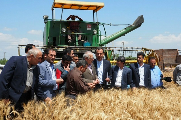 خریداری 35 هزار تن گندم در مازندران