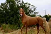 جشنواره زیبایی اسب اصیل ترکمن راز و جرگلان برندگان خود را شناخت