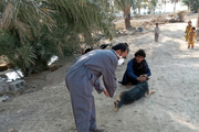 بیش‌از ۵٠٠ قلاده سگ علیه هاری در ایرانشهر واکسینه شدند
