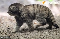 گربه مورد علاقه روس ها بچه دار شد (5)