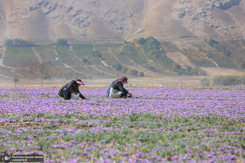برداشت زعفران از مزارع استان چهارمحال و بختیاری