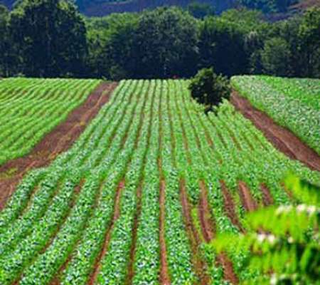 167 طرح کشاورزی در آذربایجان غربی آماده بهره برداری است