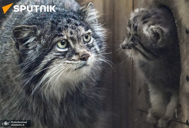 گربه مورد علاقه روس ها توله دار شد! + عکس