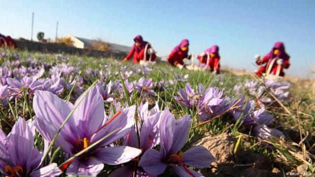 حضور زنان روستایی وعشایری در چرخه اقتصادی پررنگ شده است