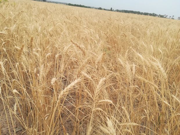 کشاورز ایرانشهری با برداشت پنج تن گندم در هکتار رکوردار شد