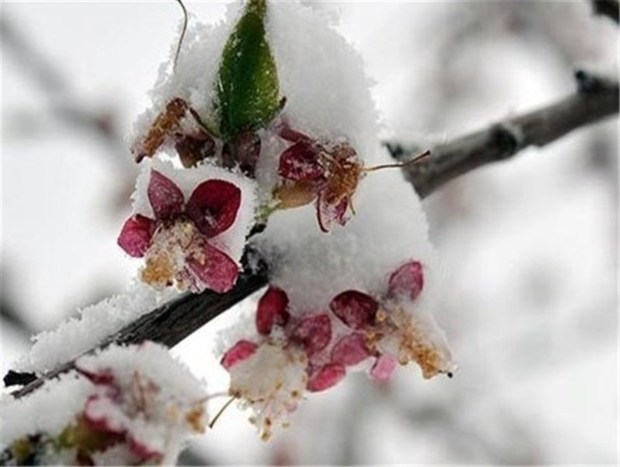 باغداران  البرزی مراقب باشند