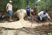  یک نهنگ ۱۰ تنی در جنگل های آمازون کشف شد! + تصاویر