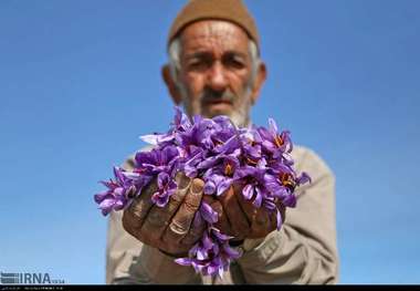 13 تن زعفران از مزارع خراسان شمالی برداشت شد