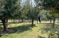 برداشت سیب در کشمیر هند (11)