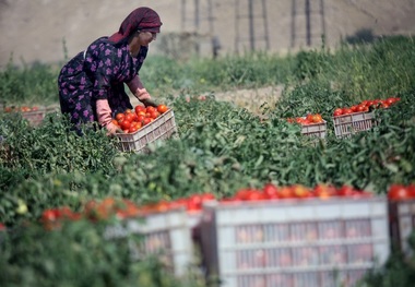 بخش کشاورزی ظرفیت حل مشکلات اقتصادی استان را دارد