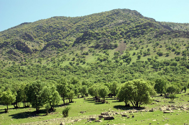 یک هزار و 36 هکتار اراضی کردستان جنگلکاری می‌شود