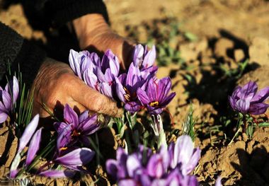 اجرای طرح بسیج همگام با کشاورز در ۸۷۲ روستای کهگیلویه و بویراحمد