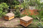 اجرای طرح آمارگیری کلنی‌های زنبور عسل در گیلان تمدید شد