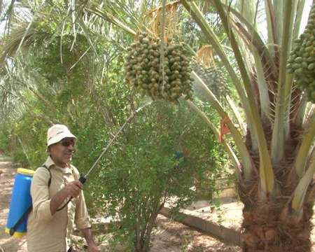 نخلستان های خوروبیابانک در محاصره آسیب ها و آفت ها