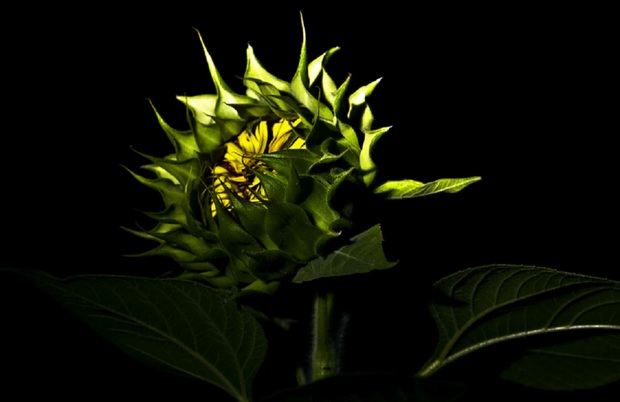 گیاهان می توانند بخوابند؟