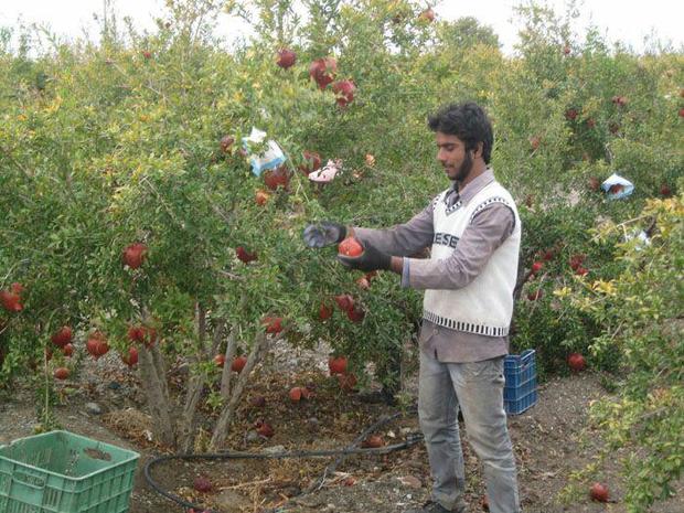 آغاز برداشت انار در شهرستان مه ولات خراسان رضوی