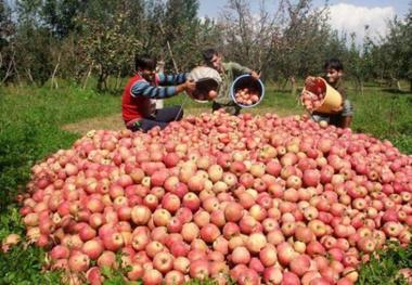 سالانه 920هزار تن محصول کشاورزی در بروجرد تولید می شود