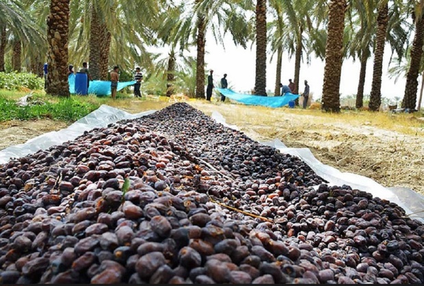 پنج مرکز خرید خرما به نرخ توافقی در خوزستان فعال شد