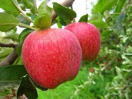 ذخیره سازی 650هزار تن سیب تولیدی آذربایجان غربی در سردخانه ها