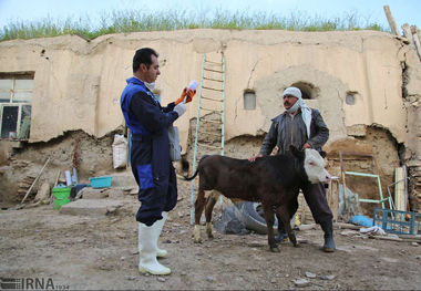 مایه کوبی دام‌ها در کردستان از مرز ۶ میلیون راس گذشت