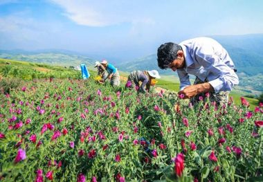 کشت ۱۰۰ هکتار گیاهان دارویی در خرم‌آباد